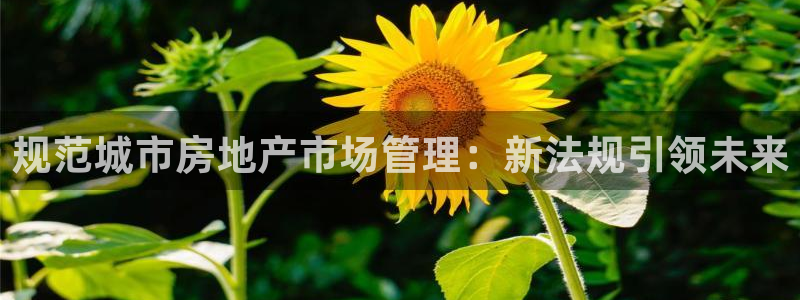摩登7点：规范城市房地产市场管理：新法规引领未来